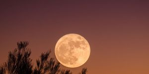 Moon, Full moon, Sky, Nature, Atmospheric phenomenon, Celestial event, Astronomical object, Moonlight, Atmosphere, Natural environment, 
