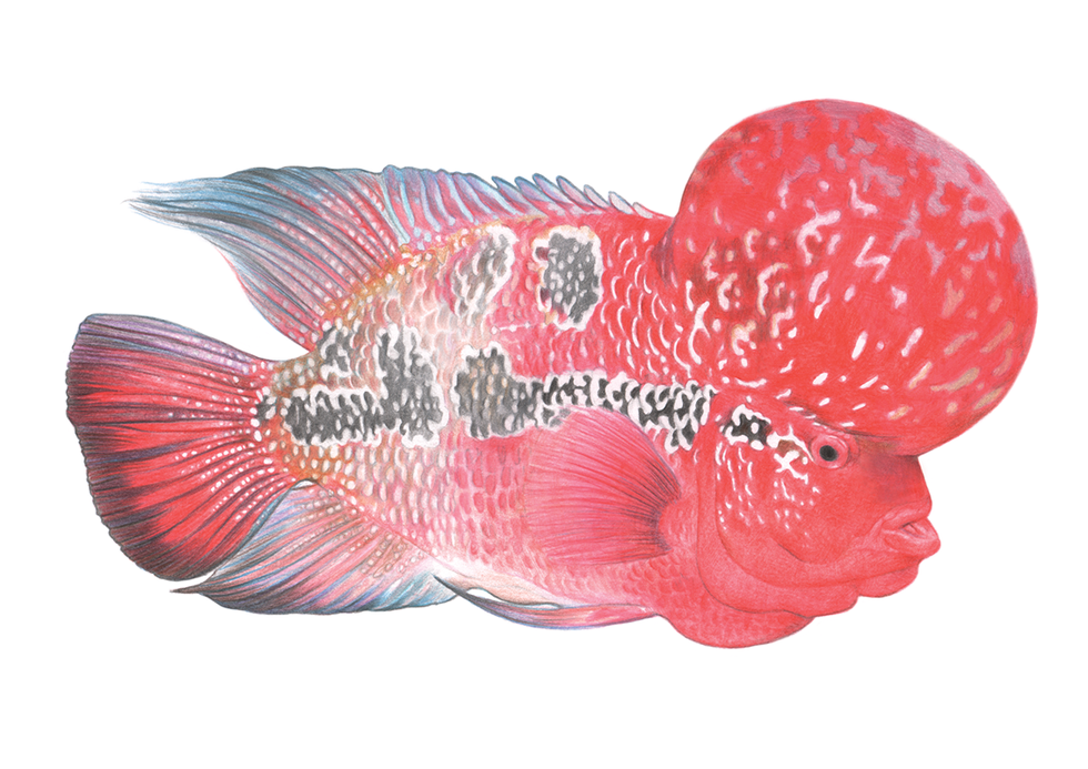 Pink, Red, Fish, Fish, Organism, Goldfish, Tail, Illustration, 