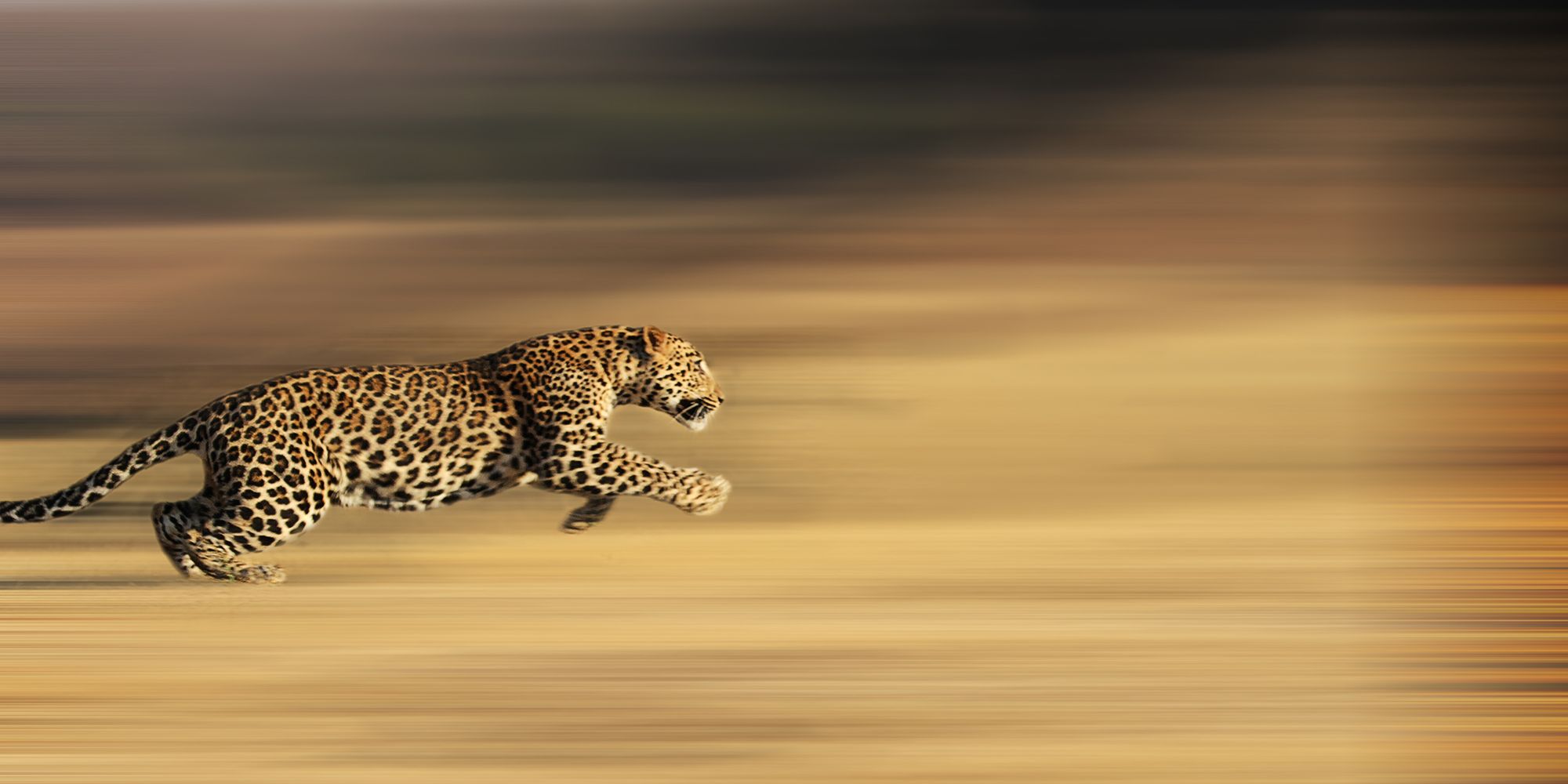 Wildlife, Terrestrial animal, Felidae, Leopard, Cheetah, Jaguar, African leopard, Big cats, Snout, Sky, 