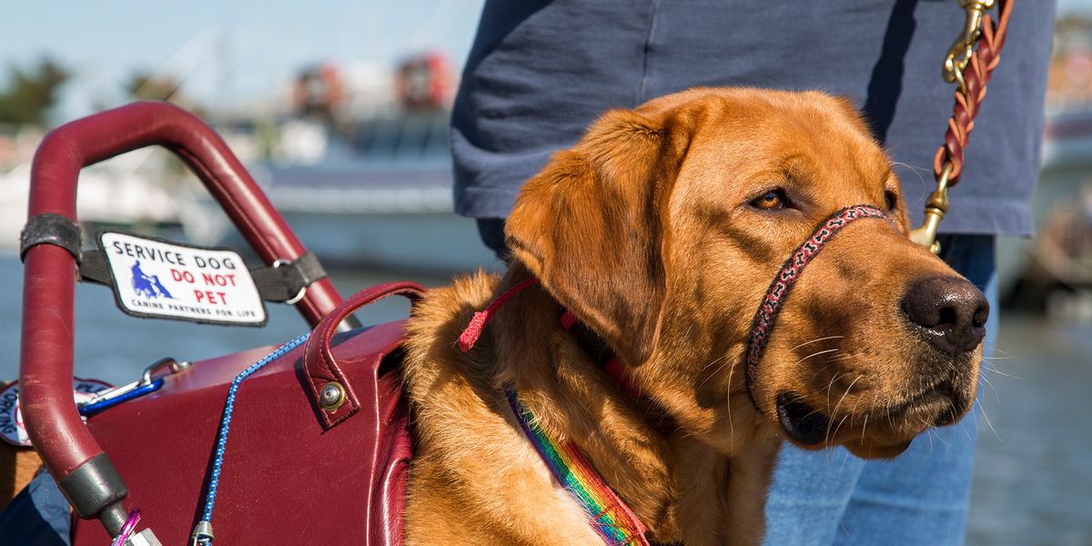 Emotional Support Animal - Women Share Benefits Of Service Dogs And Cats