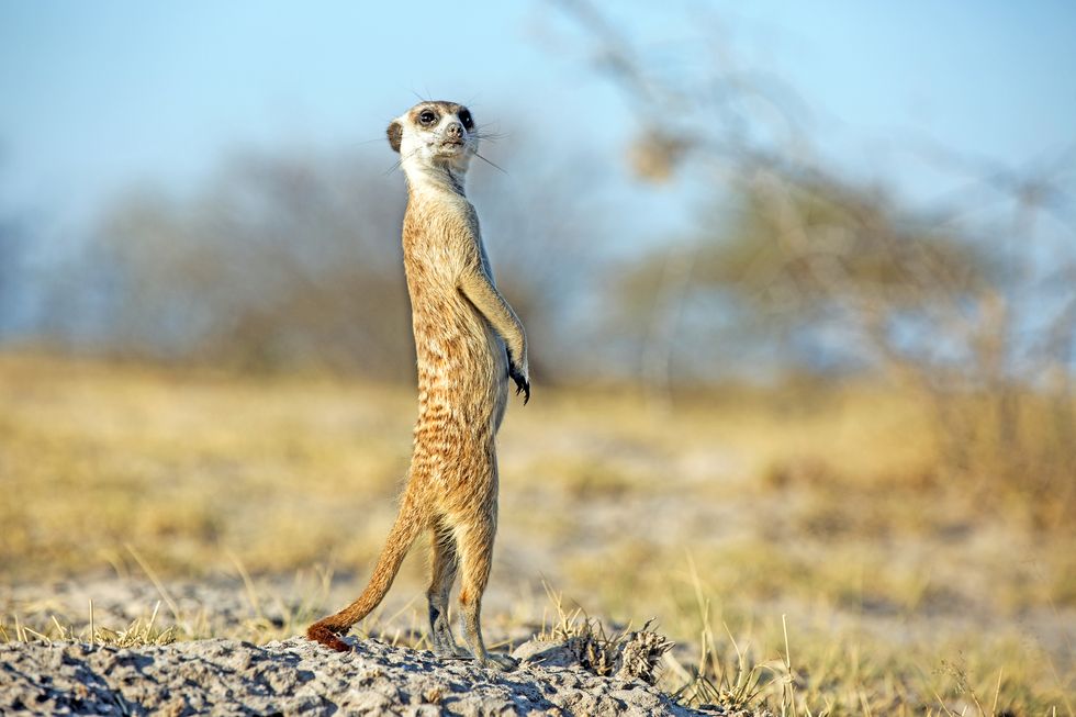Meerkat, Wildlife, Terrestrial animal, Carnivore, Mongoose, Safari, Tail, Savanna, 