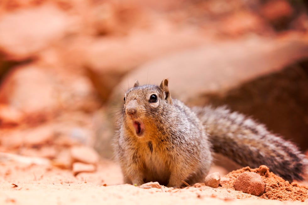 A Man Contracted a Rare, Fatal Disease From Eating Squirrel Brains