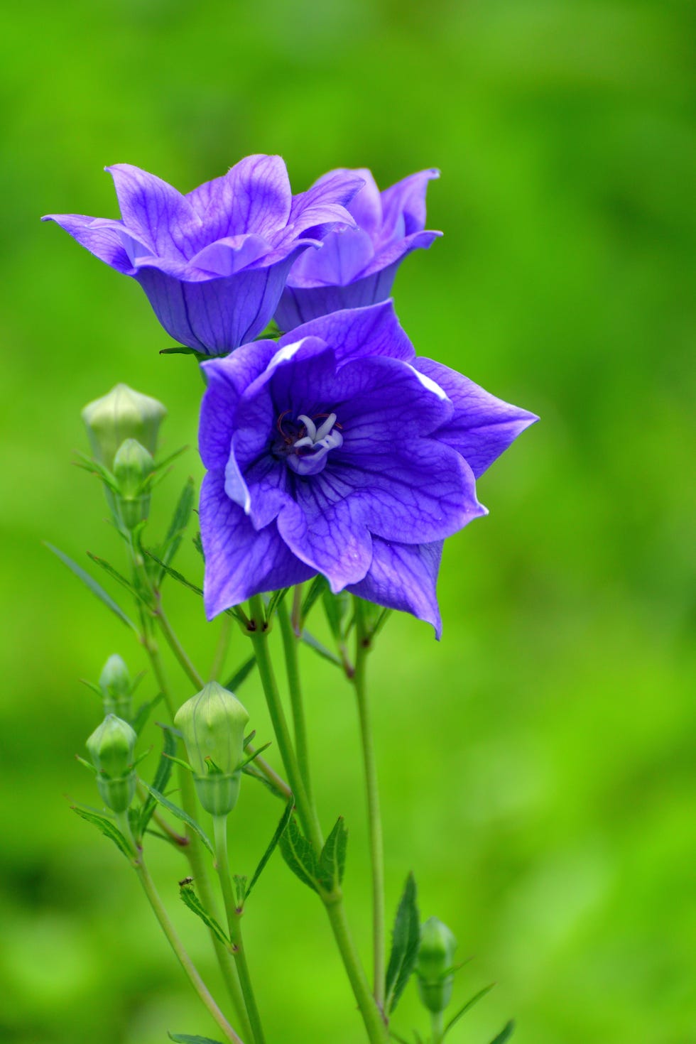 purple platycodon balloon flowers