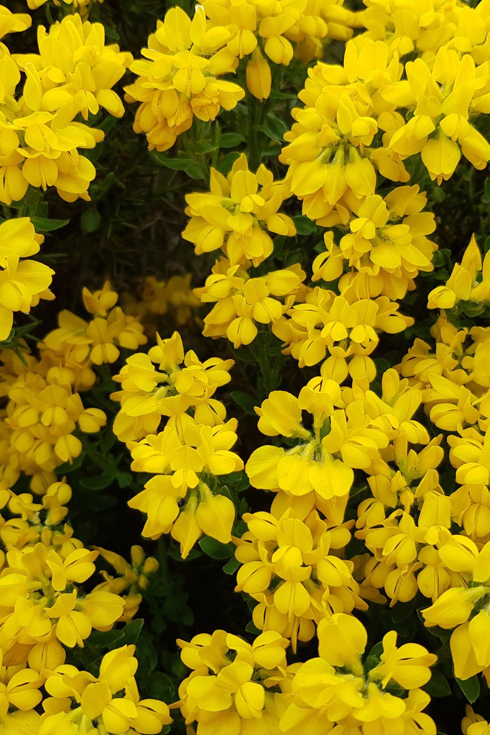 retama amarilla significado flores