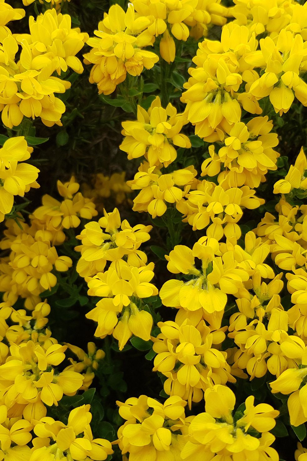 retama amarilla significado flores