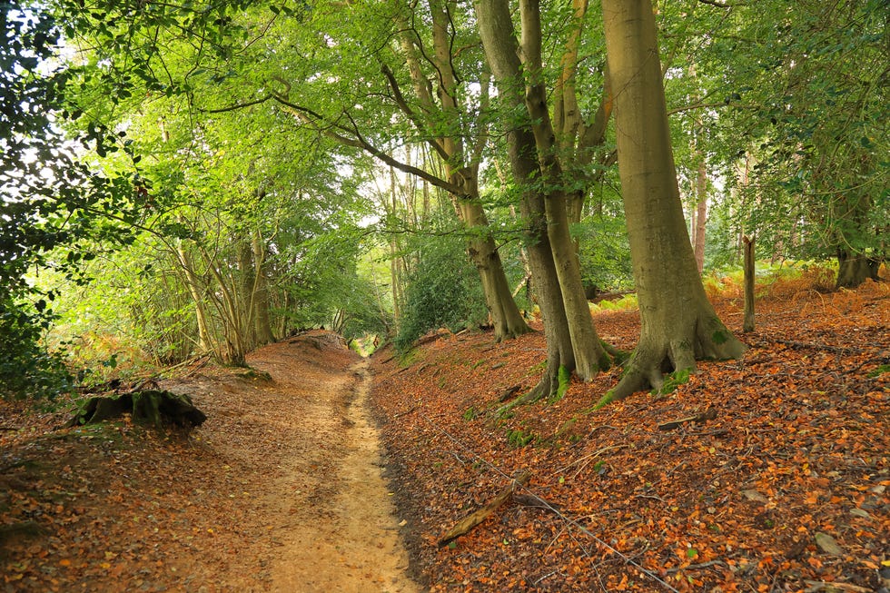 forest path surrounded by trees and fallen leaves