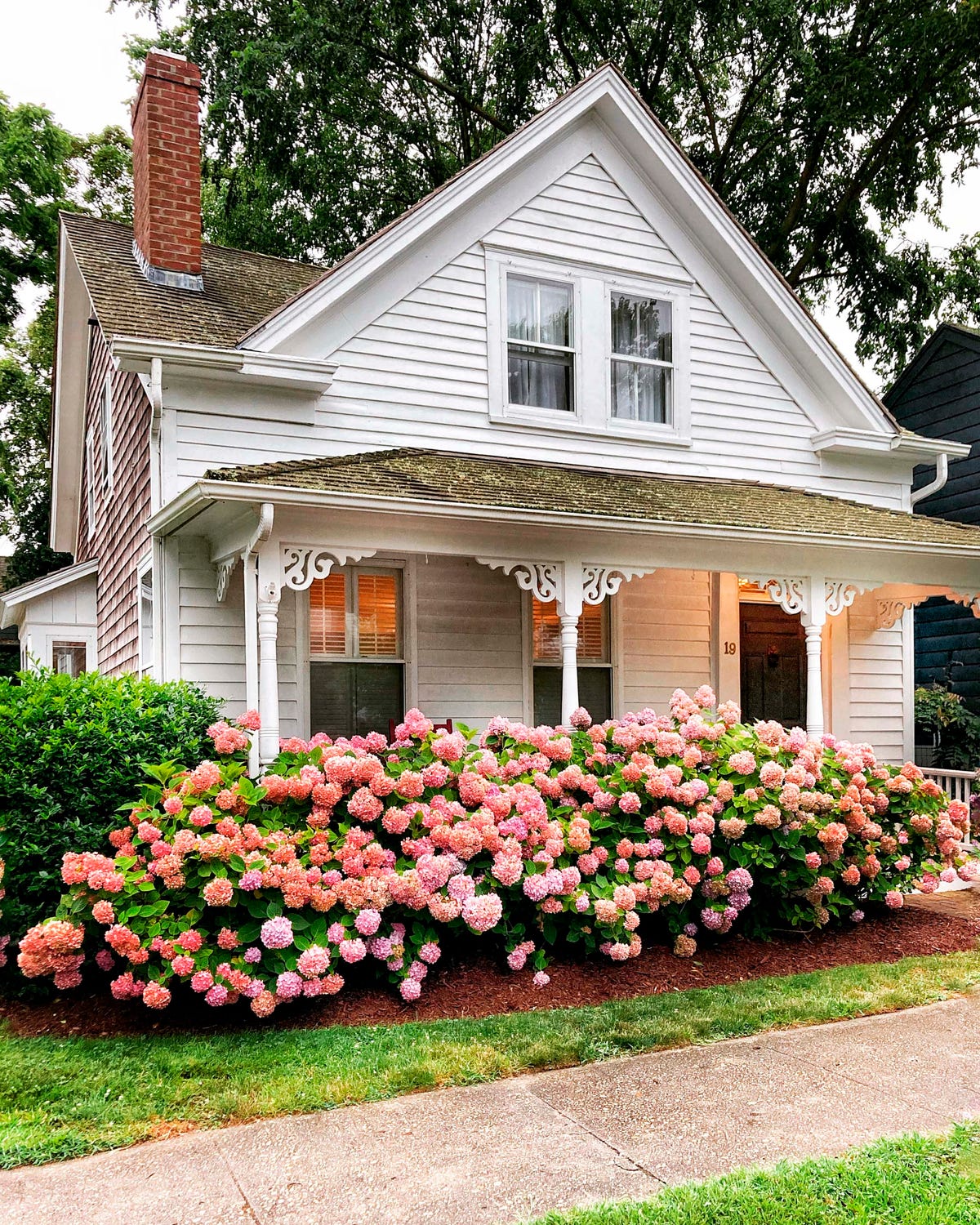 Do I Need to Prune My Hydrangeas Now?