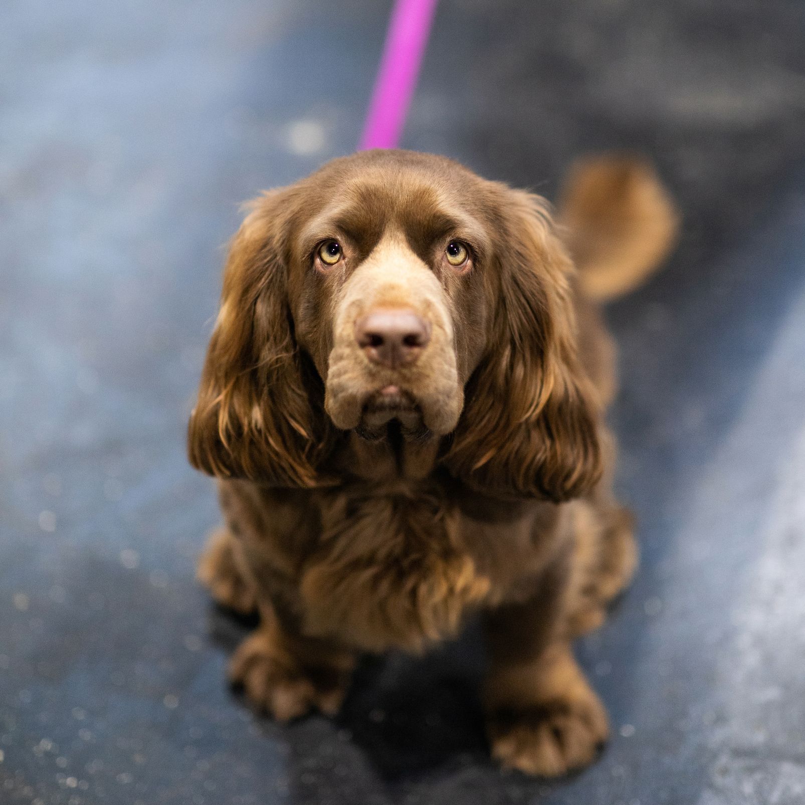 Sussex fashion cocker spaniel