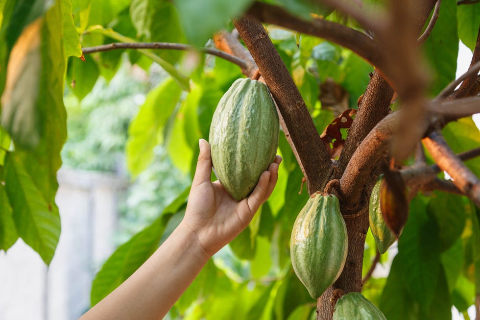 sustainable chocolate