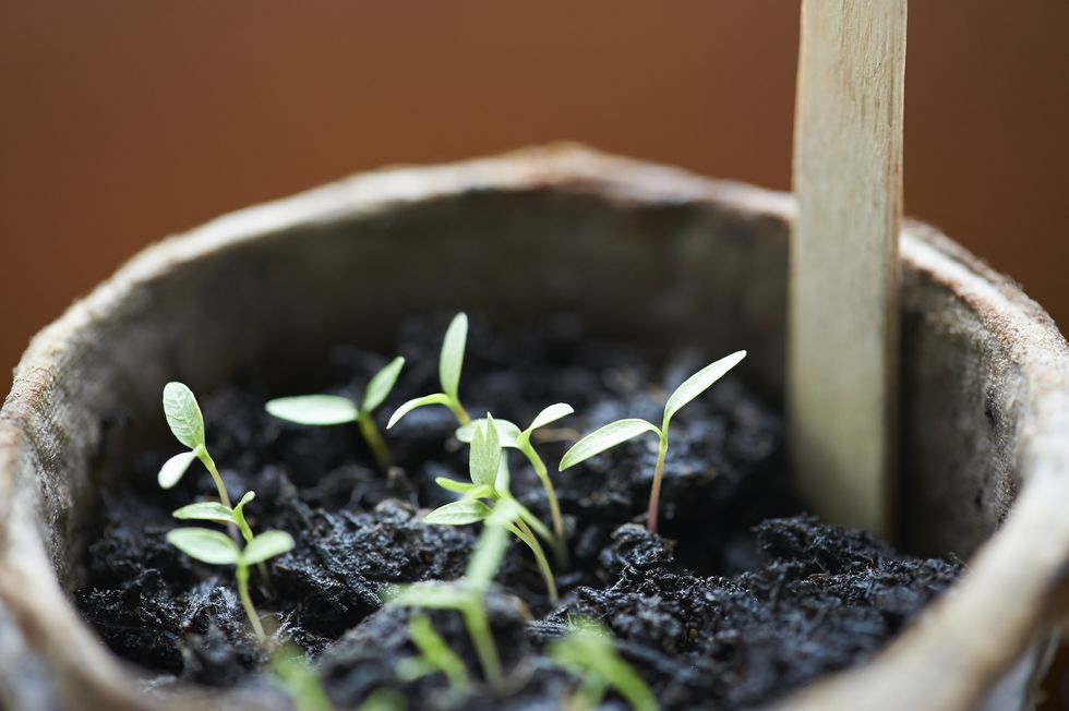 close up of young sprouting plants in a plastic free plant pot with shallow focus
