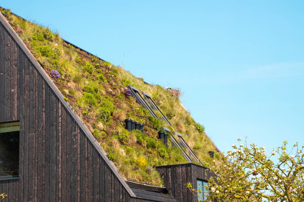 What is a green roof?