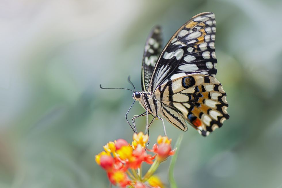 swallowtail butterfly on flower