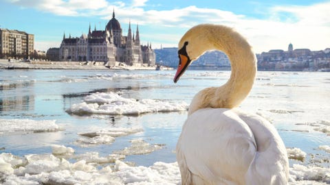 In de Hongaarse hoofdstad Boedapest merkt een zwaan dat de rivier de Donau eindelijk begint te smelten De winter is de ideale tijd voor het spotten van vogels in de regio want dan trekken roodhalsganzen naar een naburig meer en zijn spechten en zangvogels in het winterwitte landschap beter te spotten