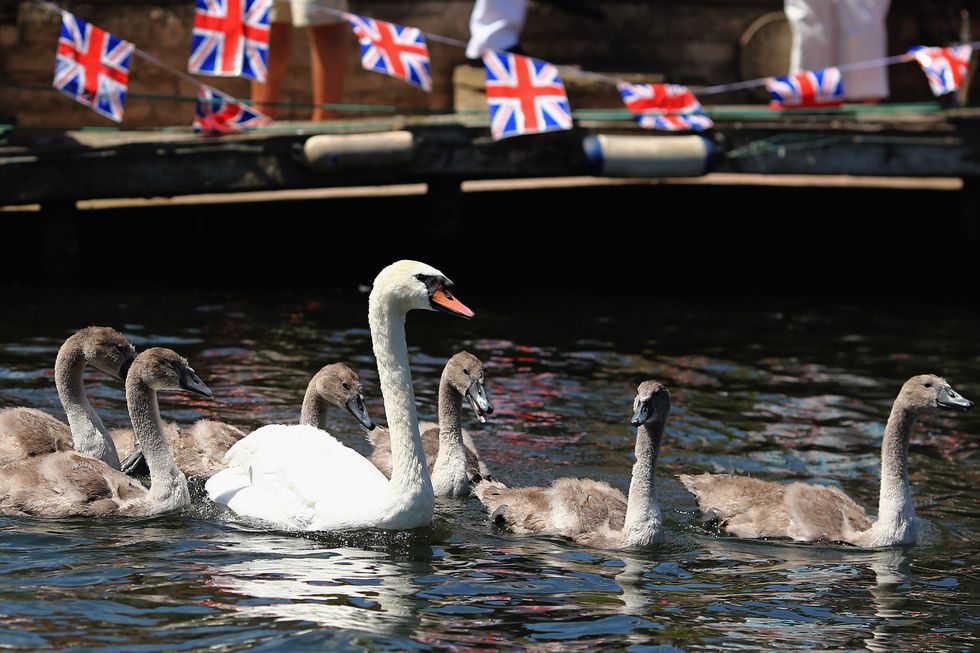 annual census of the swan population takes place on the thames