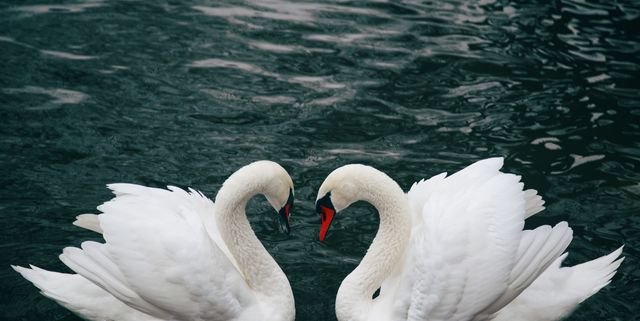Swan, Bird, White, Water bird, Ducks, geese and swans, Water, Feather, Beak, Waterfowl, Beauty, 