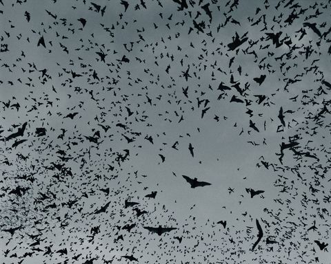 swarm of bats in flight, view from below toned bw, composite