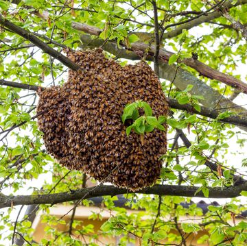 Swarms of bees