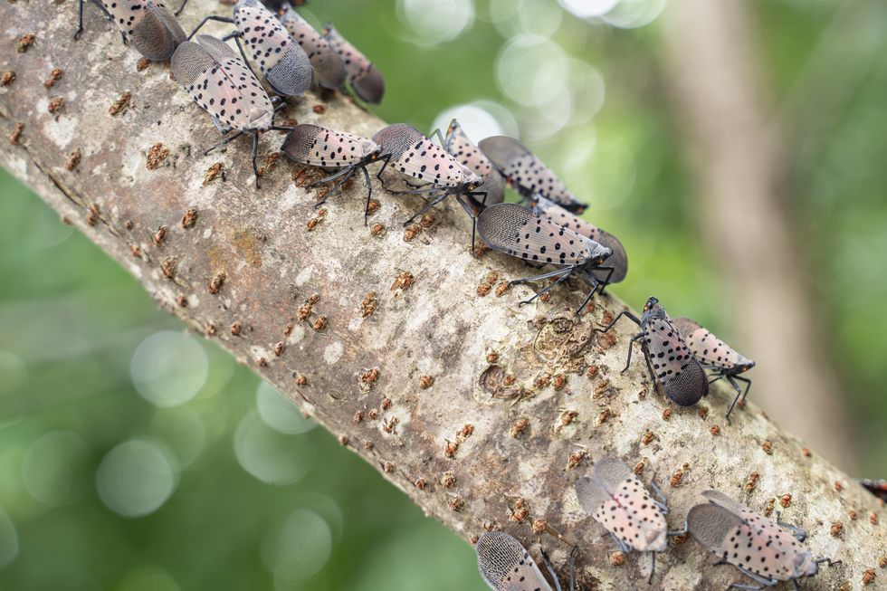 what is spotted lanternfly adults