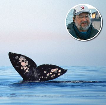 alta live the gray whales of baja with steven swartz