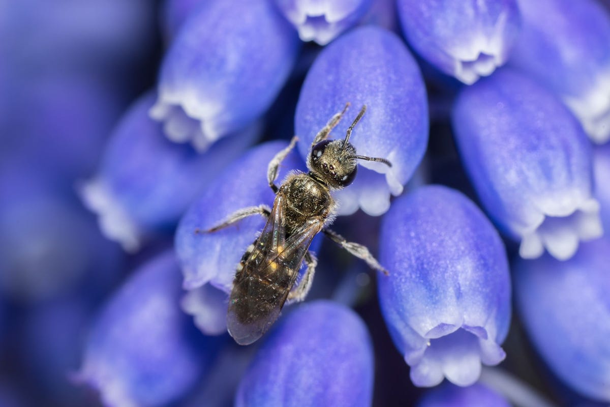 De 45 millimeter metende Lasioglossum smeathmanellum behoort tot de familie van de Halictidae die in het Engels ook wel sweat bees worden genoemd Het aantal observaties van wilde Halictidae is in de afgelopen decennia aanzienlijk afgenomen