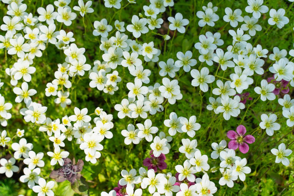 sweet alyssum
