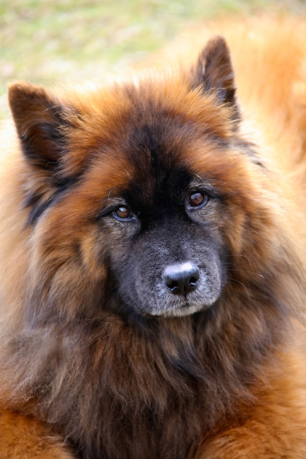close up of very fluffy brown and black long haired dog with some white on his muzzle