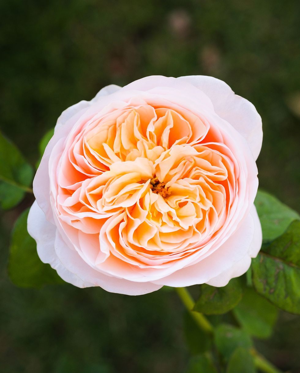 sweet juliet rose