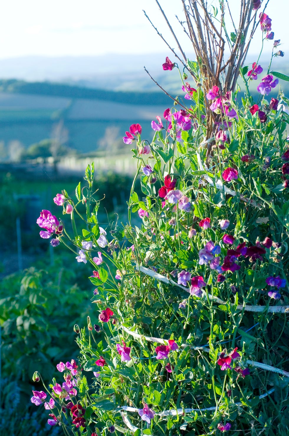 pink and purple sweetpeas