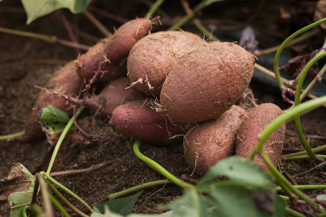 how to grow sweet potatoes, sweet potatoes outside in the garden