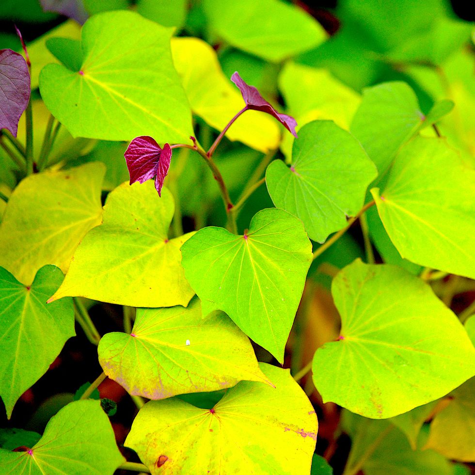 sweet potato plant