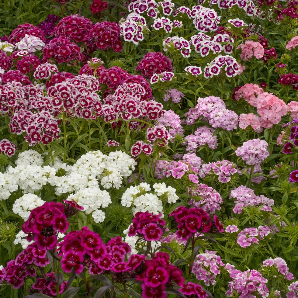 sweet william dianthus flowering plants, perennials in the garden with delicate multiflower heads in a variety of colours, red, pink purple and white 