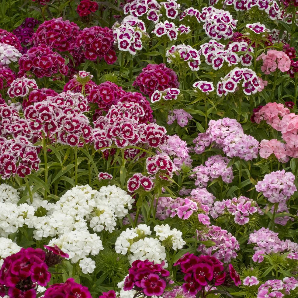 sweet william dianthus flowering plants, perennials in the garden with delicate multiflower heads in a variety of colours, red, pink purple and white. 