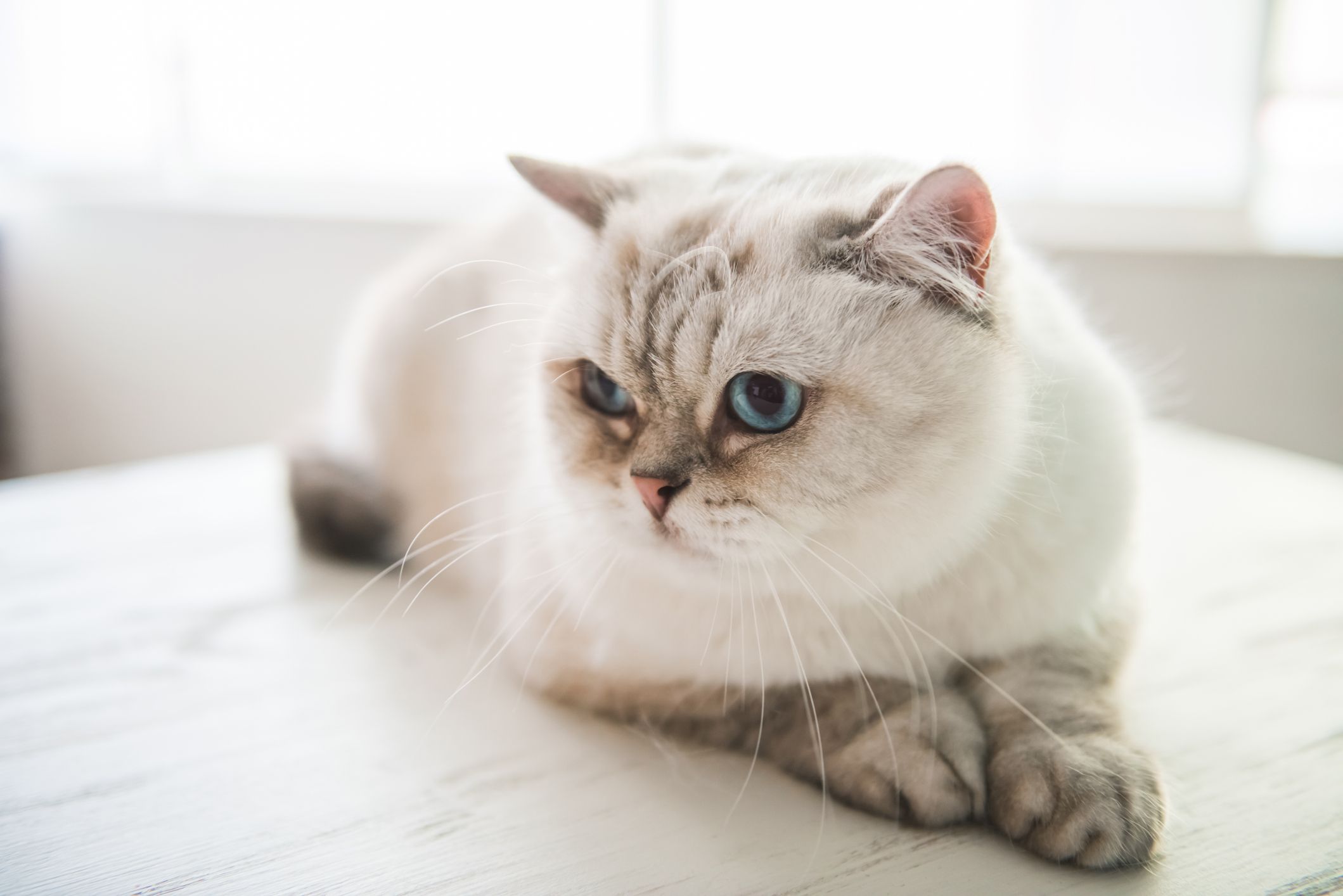 Chinese best sale cat breed