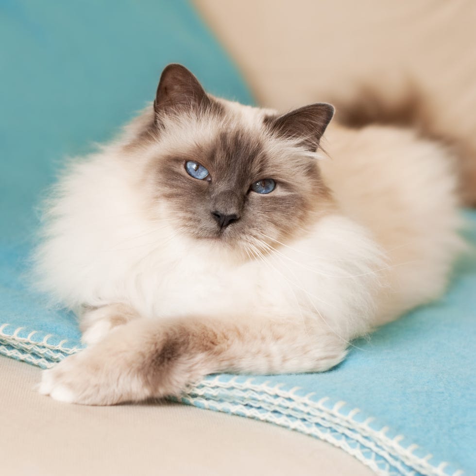 12 Most Affectionate Cats - The Sweetest Cat Breeds