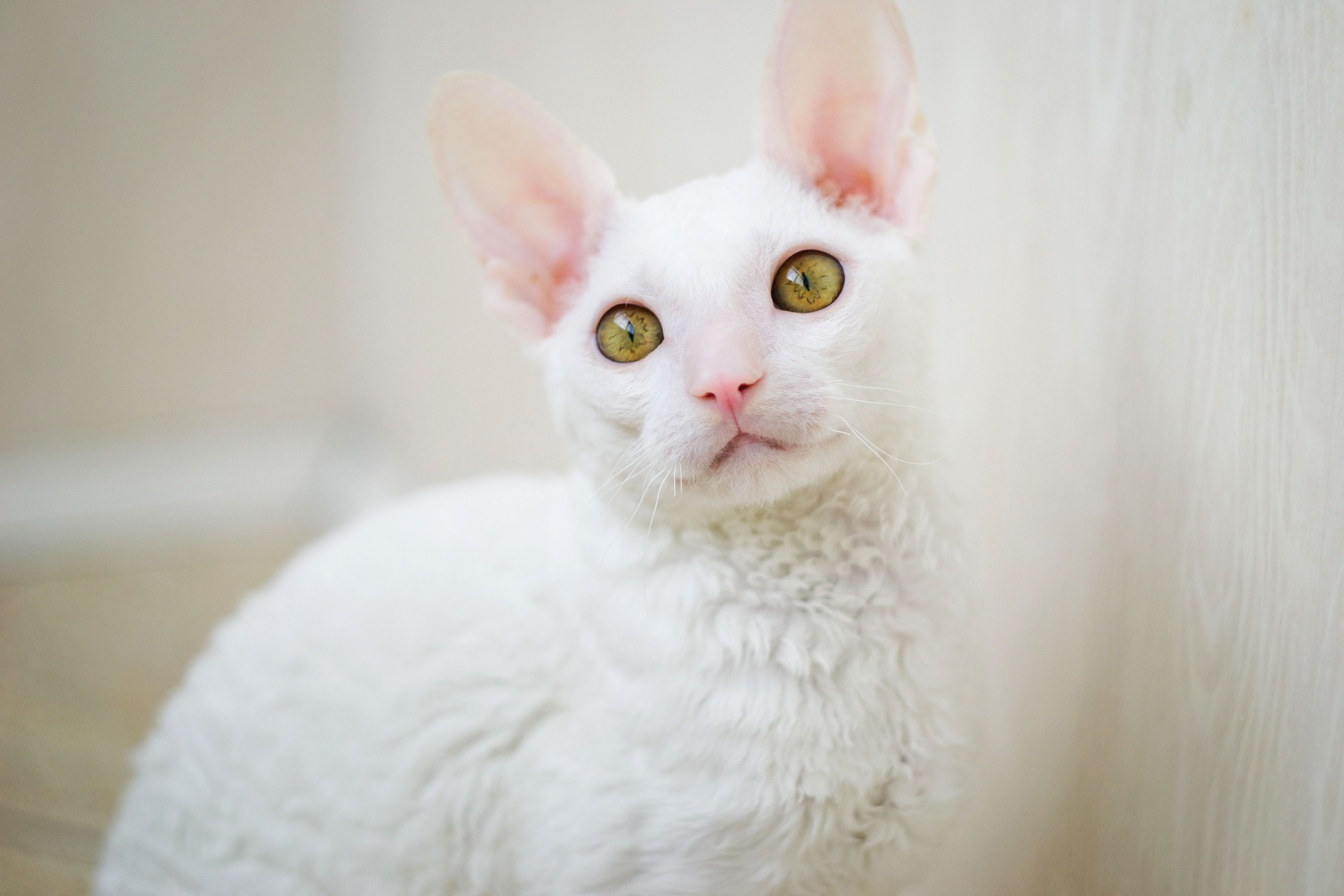 The most affectionate cat breeds - Webbox