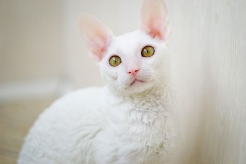 sweetest cats most affectionate - cornish rex