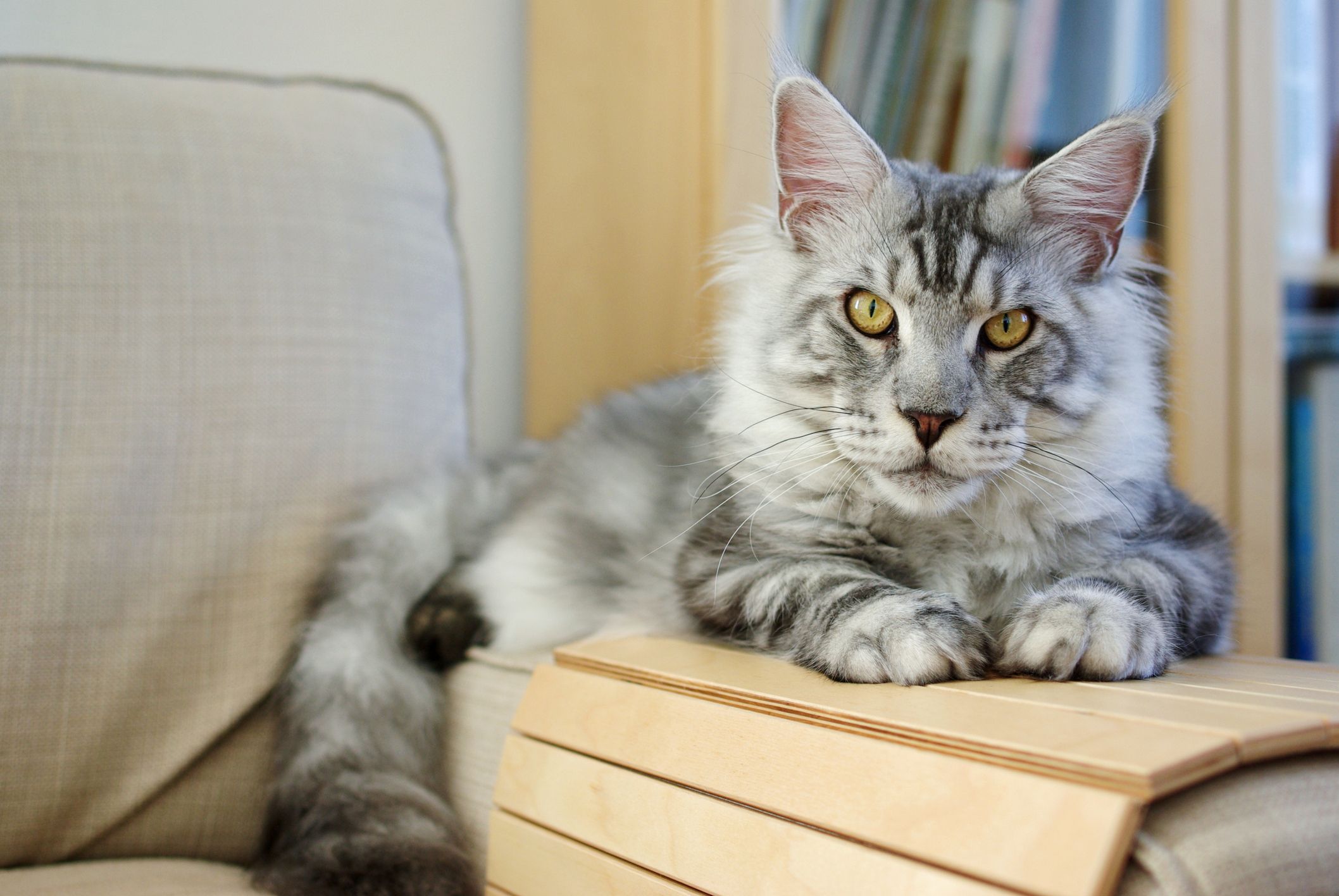 12 Lovable Large Cat Breeds