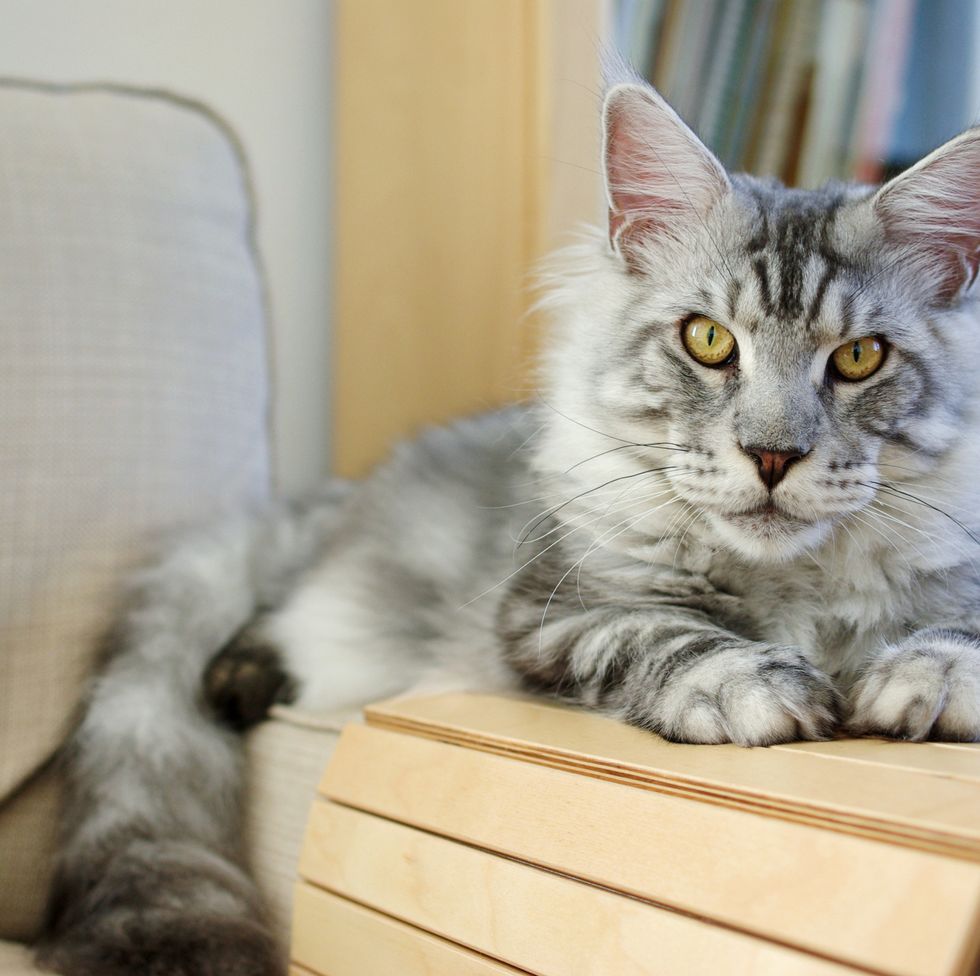 The most affectionate cat breeds - Webbox
