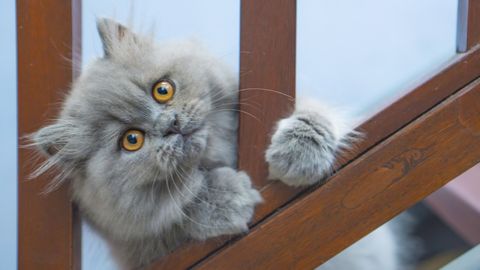 sweetest cats most affectionate - persian