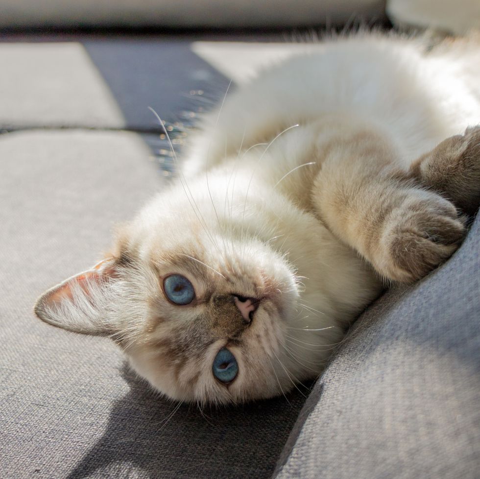 The 13 Best Cat Breeds for First-Time Owners - Affectionate Pet Cats