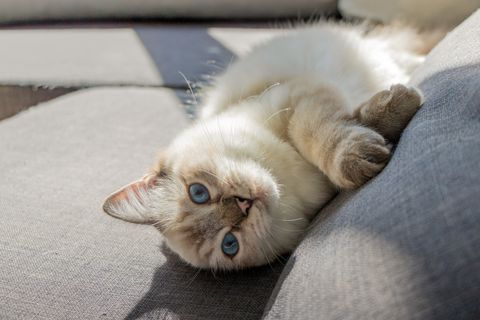 sweetest cats most affectionate - ragdoll