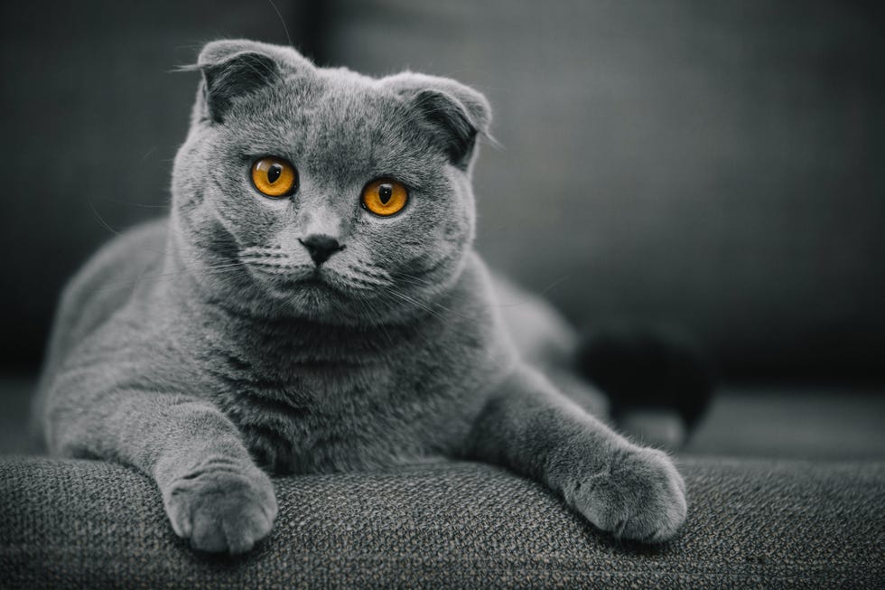 8 Fluffy Cat Breeds to Snuggle Up With