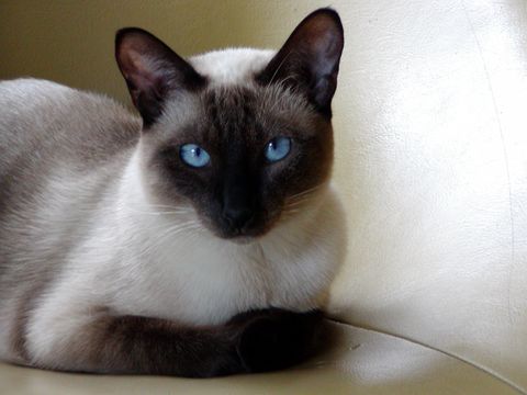 sweetest cats most affectionate - siamese