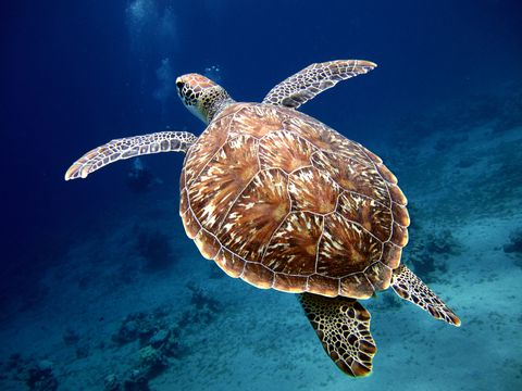 swimming sea turtle with beautiful shell
