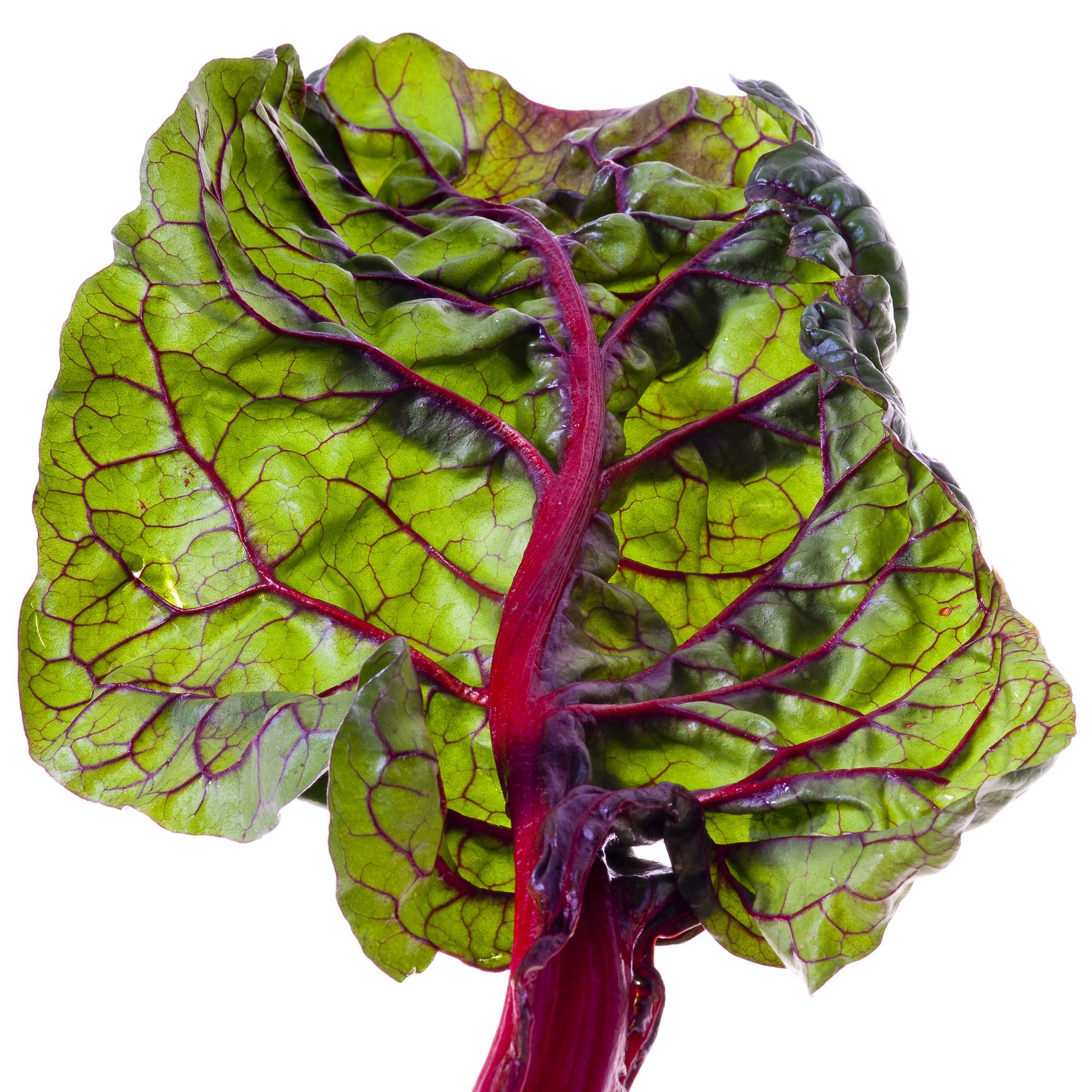 Chard, Leaf vegetable, Vegetable, Red leaf lettuce, Leaf, Plant, Beet greens, Flower, Collard greens, Lettuce, 