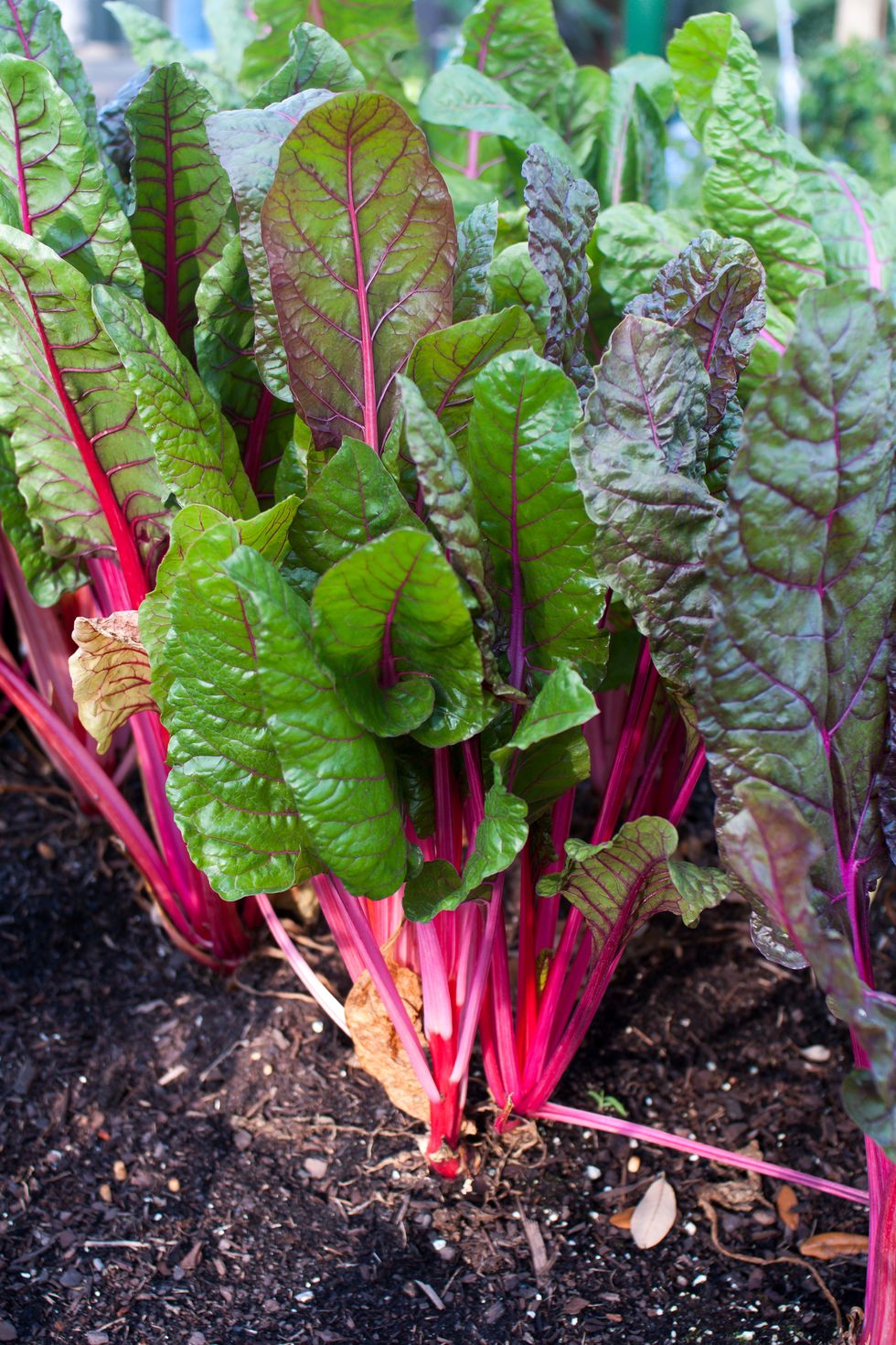 red swiss chard growing in a garden