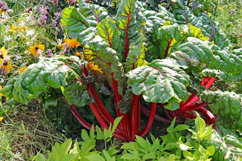 Red stem chard in the vegetable patch