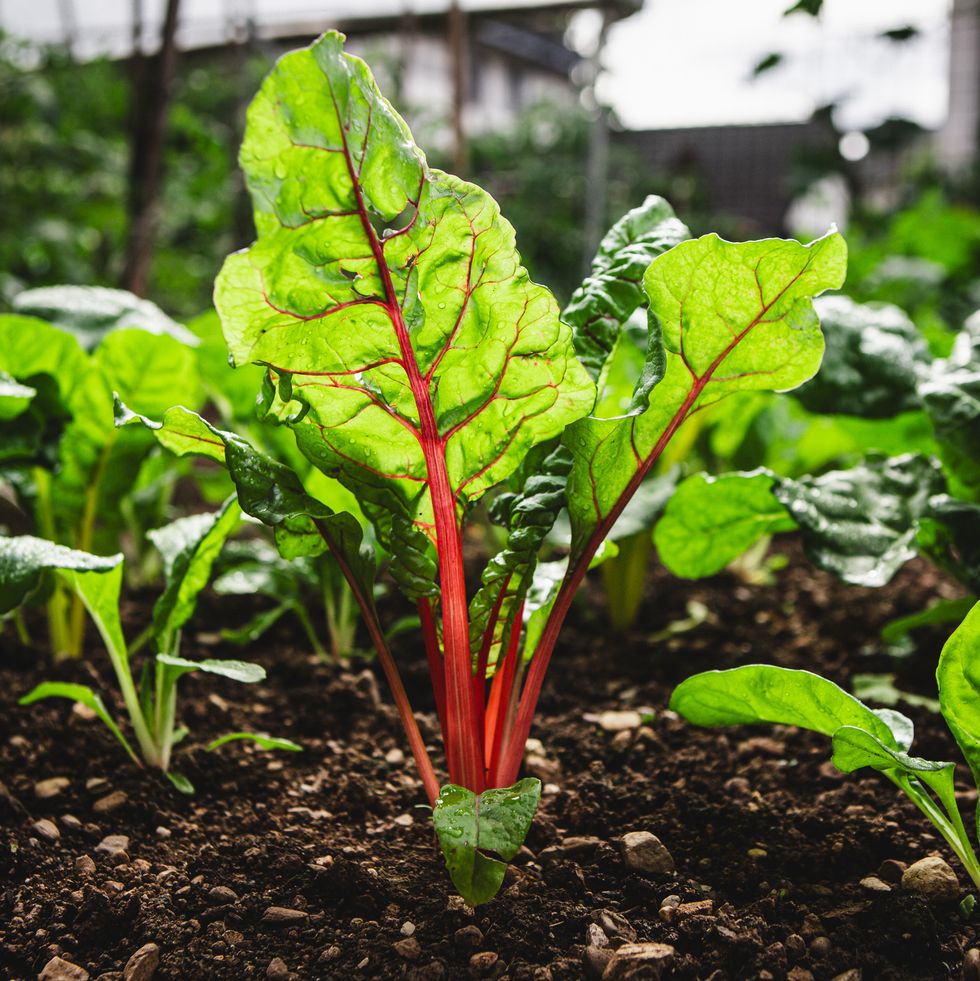 swiss chard crop in the vegetable garden