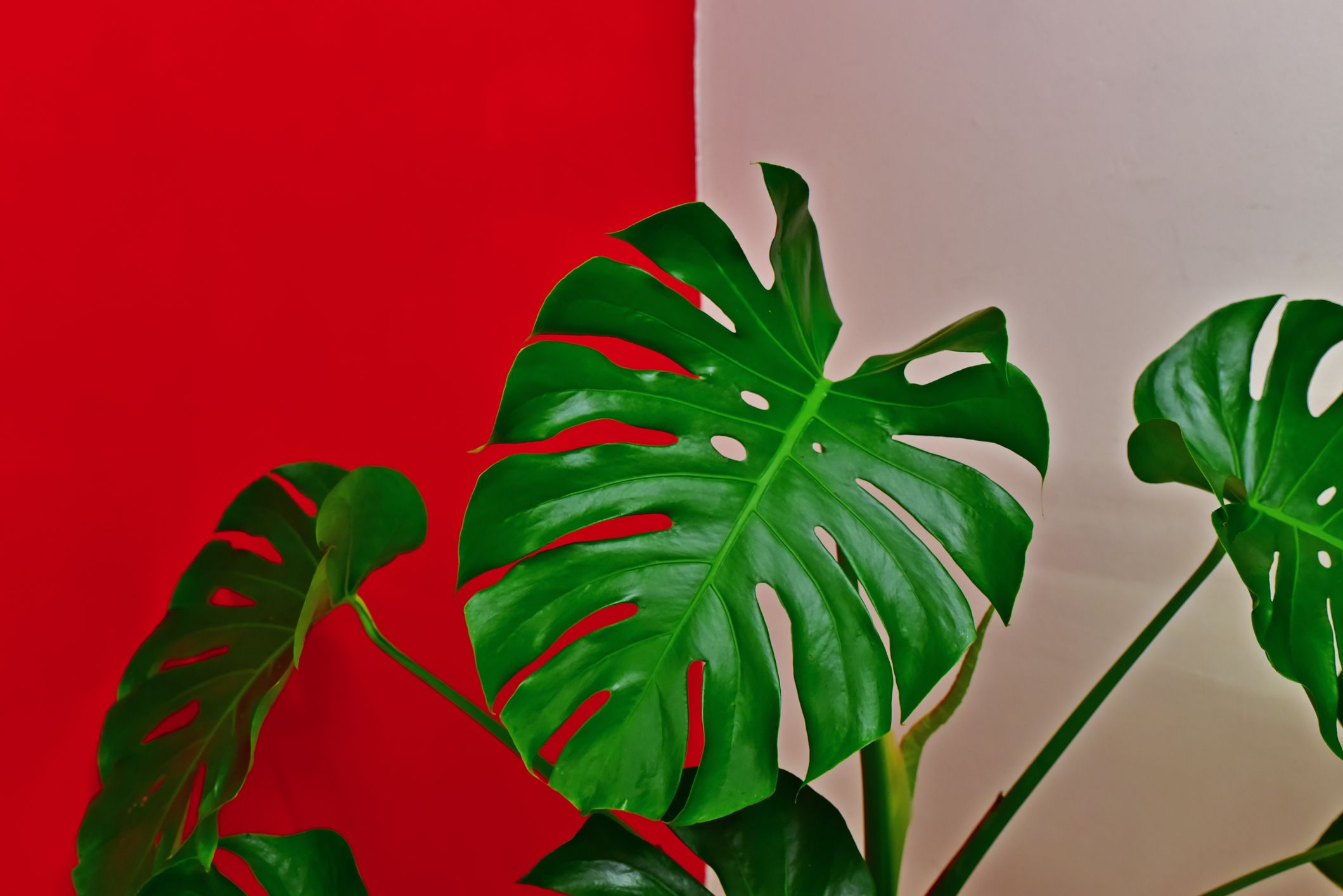 How to Grow and Care for a Monstera Deliciosa Plant