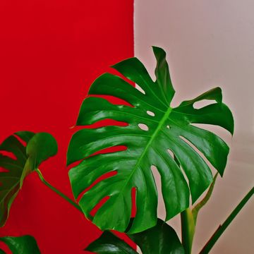 swiss cheese plant   an easy care guide to monstera deliciosa